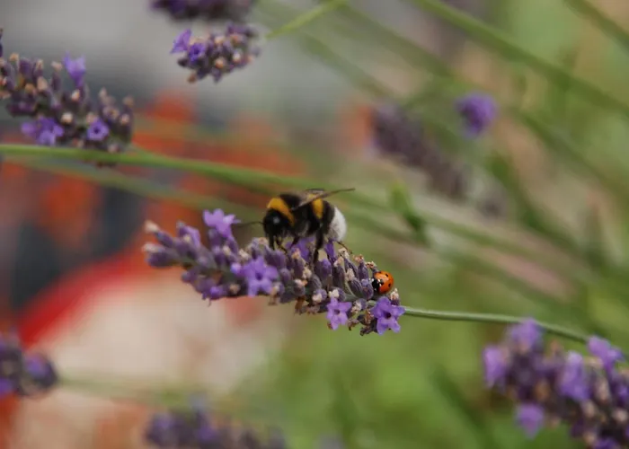 Moderner Im Mit Seezugang * Dabel